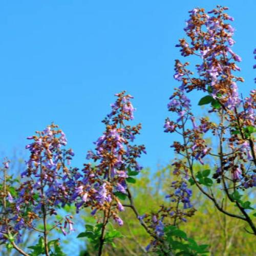 Bauhinia tree seeds 50 seeds