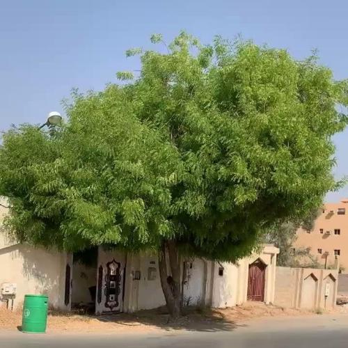 Neem seeds
