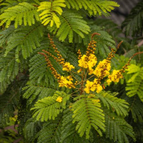 Platform tree seeds 50 seeds