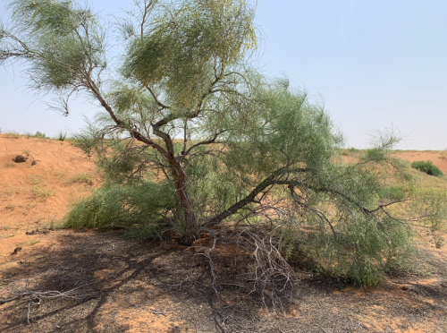 بذور ارطى النفود - العبل ( calligonum comosum )