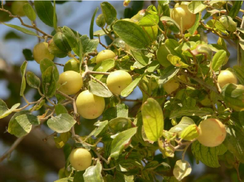 Local Sidr seeds, unpeeled, 50 seeds
