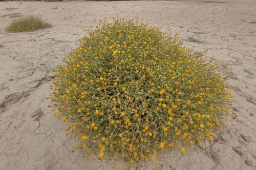 بذور جثجاث 500 حبة