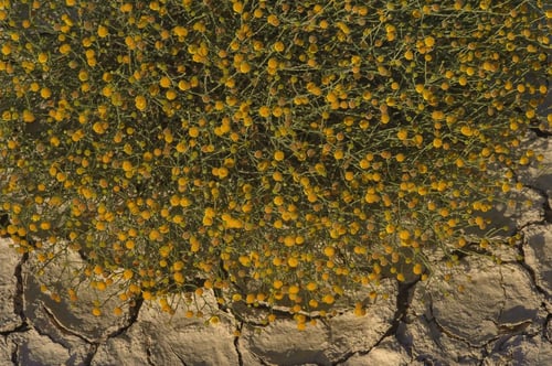 بذور جثجاث 500 حبة