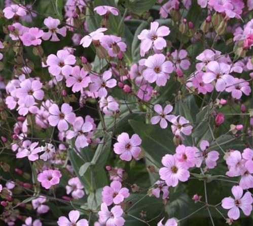 بذور الدهدهان (Vaccaria hispanica)