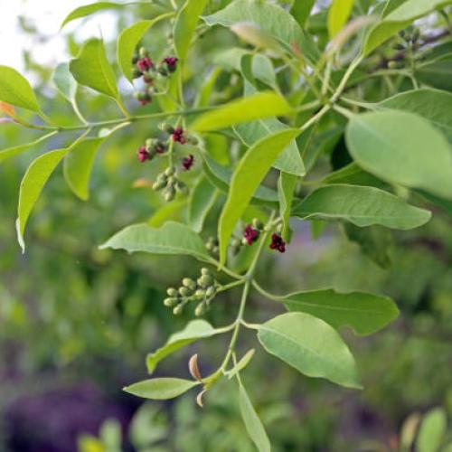 Arak tree seeds 50 seeds