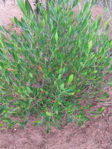 بذور الدودونيا-Dodonaea