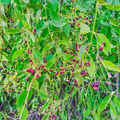 بذور اراك - سواك