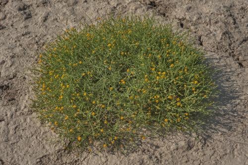 بذور جثجاث 500 حبة