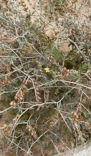 بذور الرقروق ( 1 كيلو ) جديد ونظيف