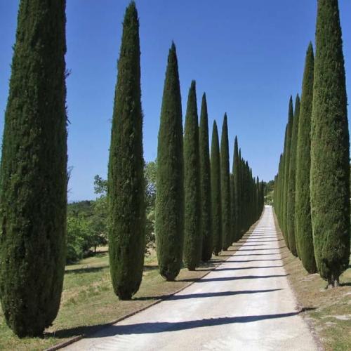 Local Cypress Seeds 50 seeds