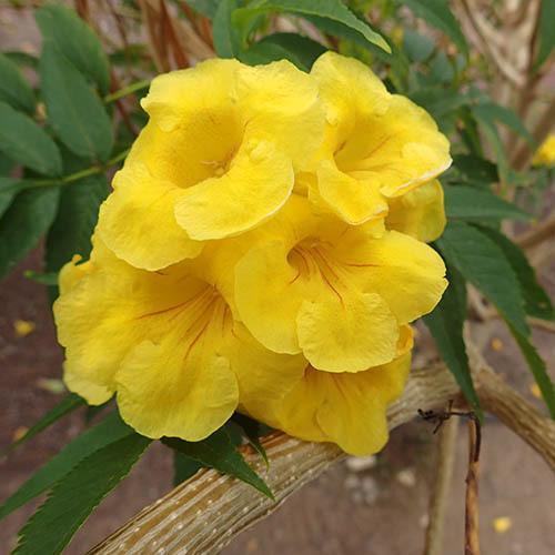 Tukuma seeds 100 seeds