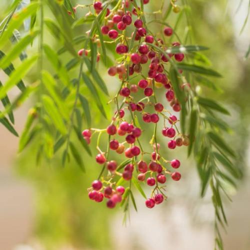 Peruvian pepper tree seeds 50 seeds