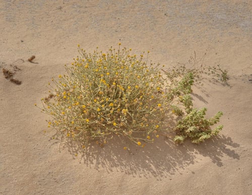 بذور جثجاث 500 حبة