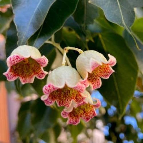 Star Anise Tree Seeds 50 Seeds