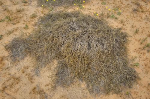 Ramth seeds