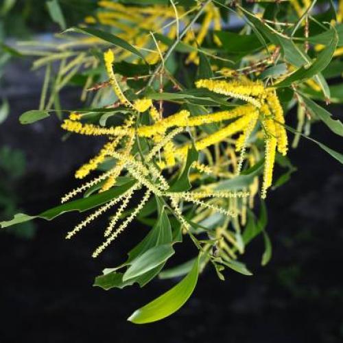 Acacia tree seeds Orico Levorms 50 seeds