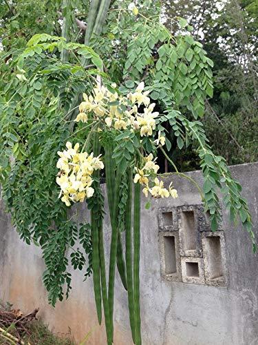 Yasir seeds or Arab gum 40 seeds
