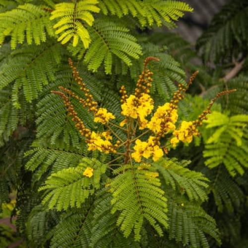 Platform tree seeds 50 seeds