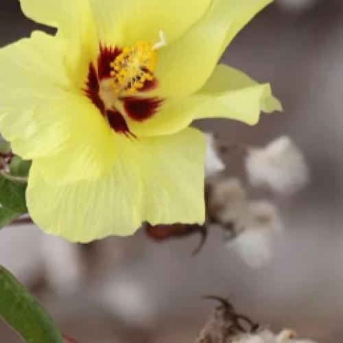 Cotton seeds 50 seeds