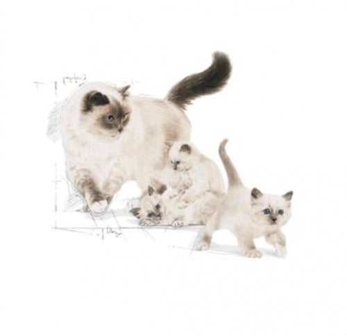 طعام رطب للأم والصغار