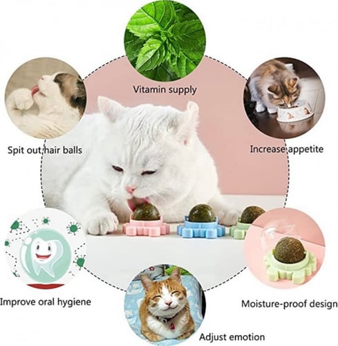 حلاوة كاتنيب للقطط