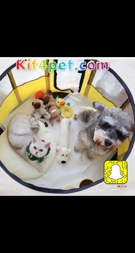 خيمة للقطط والكلاب