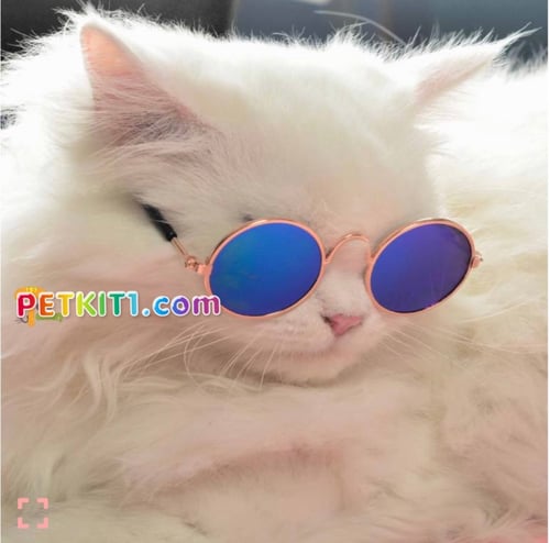 نظارة شمسية للقطط والكلاب