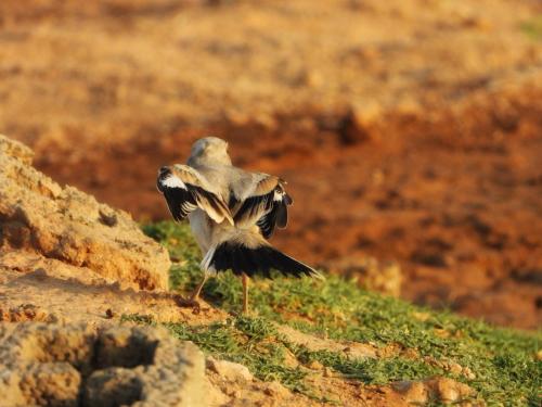 إلتقاطة المصوّر عبد المجيد