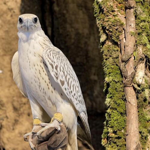 إلتقاطة المصوّرة مشاعل Mshail