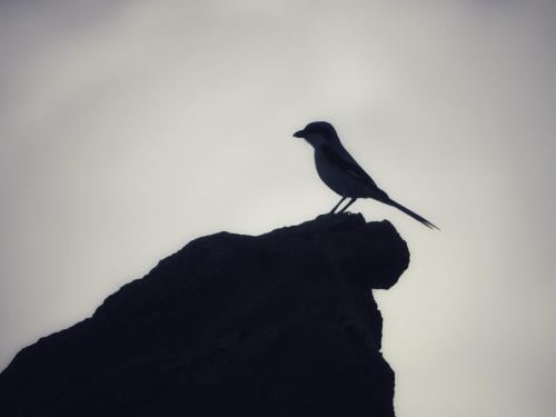 إلتقاطة المصوّر عبد المجيد