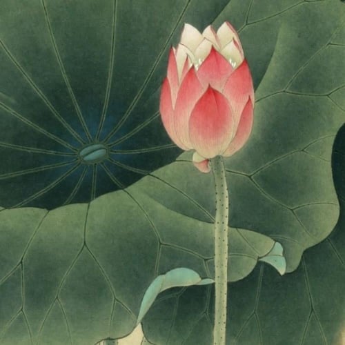 لوحة كبيرة جدًا اللوتس الصينية -إيجار