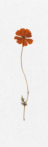 فاصل كتاب - وردة برتقالية