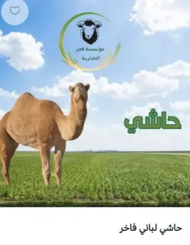 حاشي لباني / فآخر .10 كيلو