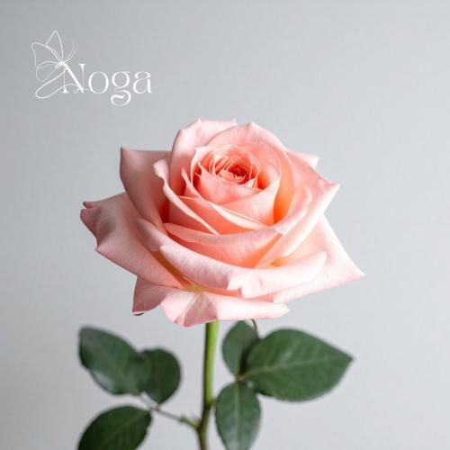 وردة روز (عدد 1)