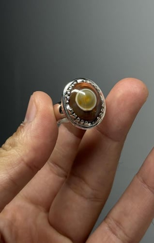 سليماني هندي ألوان جميله وعين صفراء