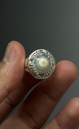 سليماني هندي ابيض دبل فلاور