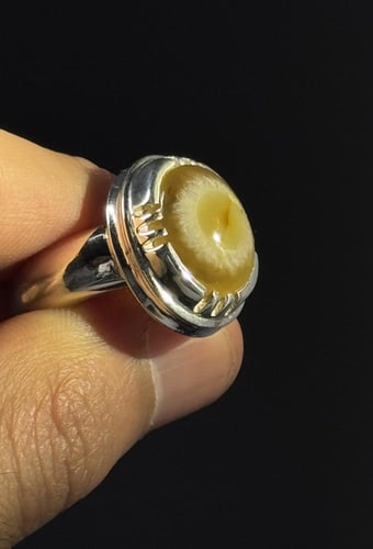 هندي أصفر فلاور