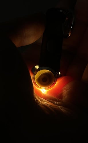 سليماني هندي اطواق وعين صفراء