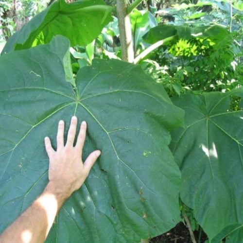 بذور شجرة باولونيا الصينية ( Paulownia elongata )