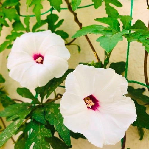 بذور متسلقة ست الحسن البيضاء ( Ipomoea cairica )