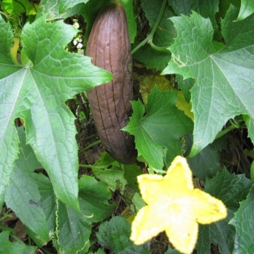 بذور متسلقة الليف - اللوف ( Luffa )