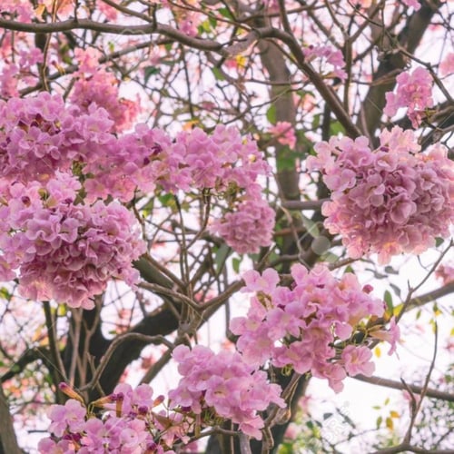 بذور شجرة التابوبيا الوردية ( Tabebuia rosea )