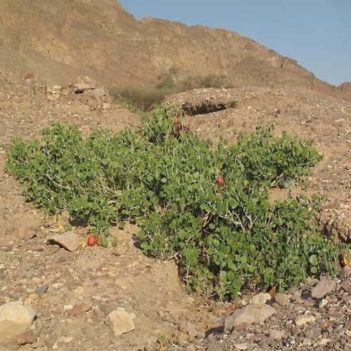 بذور شجيرة اللصف - الشفلح الجبلي ( Capparis cartil...