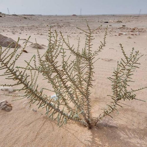 بذور شجيرة العراد الرعوية ( Salsola cyclophylla )