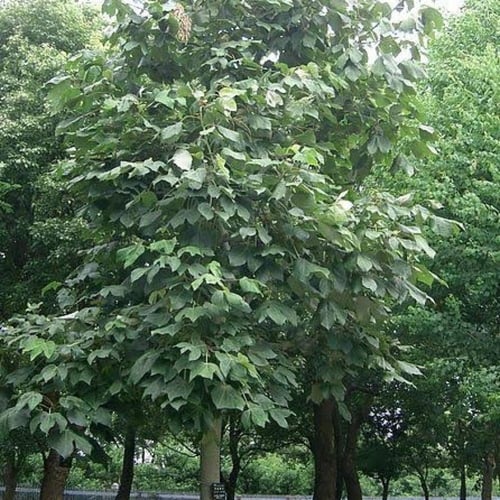 بذور شجرة استركوليا مخمسة ( Brachychiton populneus...