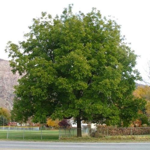 بذور شجرة جوز البيكان ( Carya illinoinensis )
