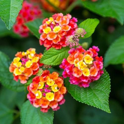 بذور زهور لانتانا كمارا ( Lantana camara )