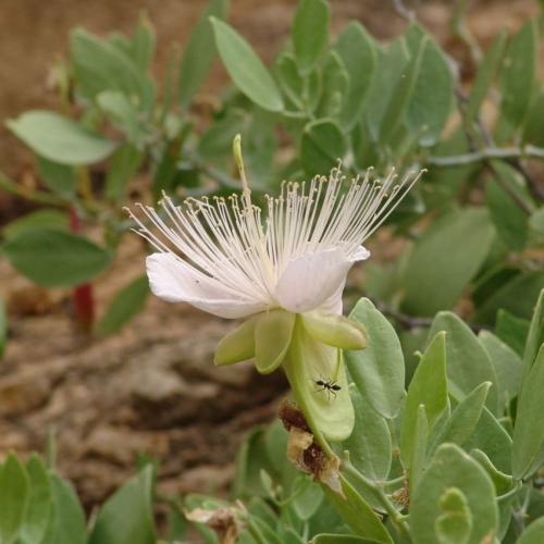 بذور اللصف - الشفلح الجبلي ( Capparis cartilaginea...