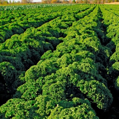 بذور نبات الكيل المجعد ( Brassica oleracea var )