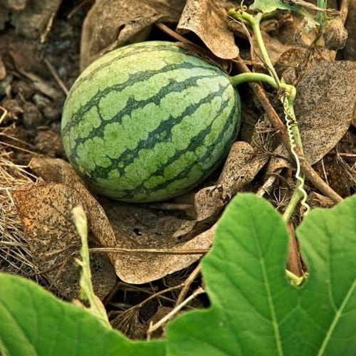 بذور البطيخ الكروي ( Citrullus lanatus )